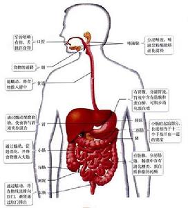 消化系統