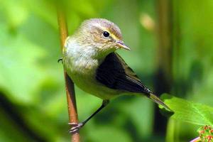 鳳凰台上憶吹簫[詞牌名]