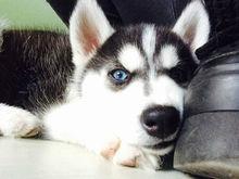 husky