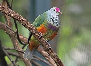 馬喀島果鳩