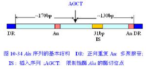 轉座子