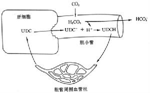 膽汁性肝硬化