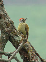 斑胸啄木鳥