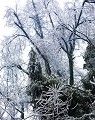 凍樹