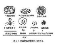 椰子死亡類病毒