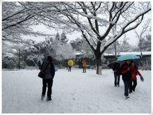 冬日踏雪蓮花莊