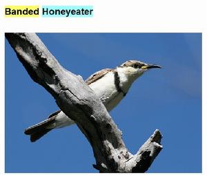 帶胸黑吸蜜鳥（Banded Honeyeater ）