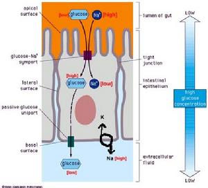 小腸對葡萄糖的吸收