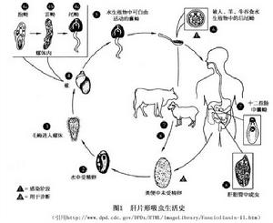 http://www.huoguan.com/disease/d1_d9/38694/prevent.html