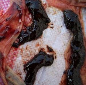豬腹膜炎的腸道病變