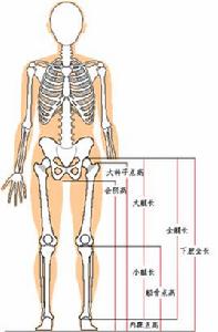 標準腿型