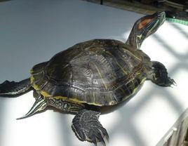 巴西翠龜