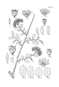 廣橢繡線菊