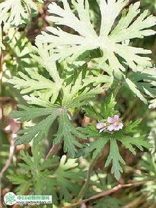 野老鶴草