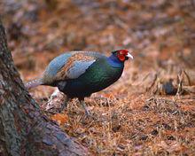 山雞——日本國鳥綠雉