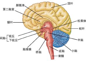 認知神經科學