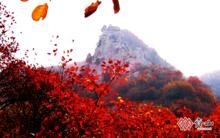 滿山紅葉，熱情奔放，感受自然給予我們的能量