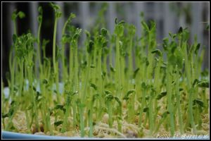 蕎麥芽栽培