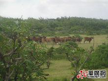 東島[中國海南省三沙市西沙群島之一]