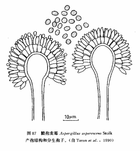 糙孢麴黴