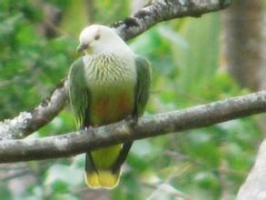 白頂果鳩