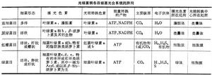 光線示波器