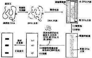 Southern印跡雜交