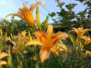 Lilium concolor var. ‘Yellow flower’