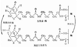 泛酸的功能機理