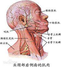 肩胛舌骨肌