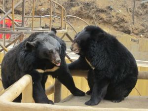 八達嶺熊樂園