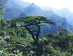 大平山動植物自然保護區