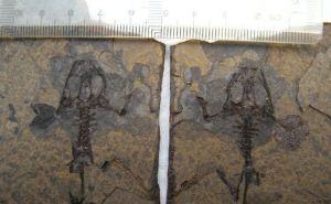 三水盆地發現的化石