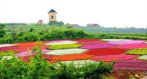 大連紫雲花汐薰衣草莊園