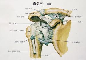 盂肱關節