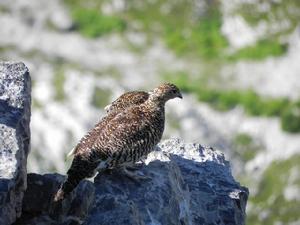 岩雷鳥阿爾卑斯山亞種