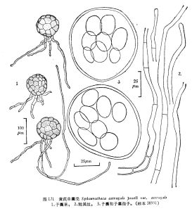 黃芪單囊殼