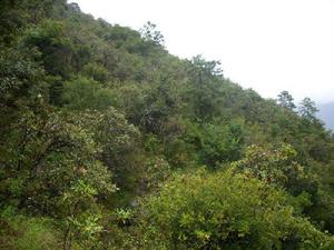 楊家箐村[雲南大姚縣灣碧鄉下轄村]