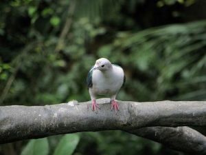 芬克氏皇鳩