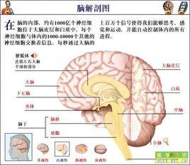 腦脊髓膜炎