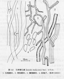 馬來褶孔菌