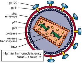 HIV核酸檢測