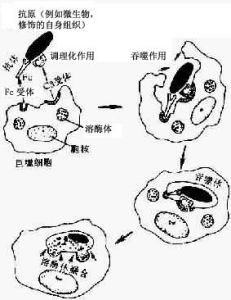 急性炎症