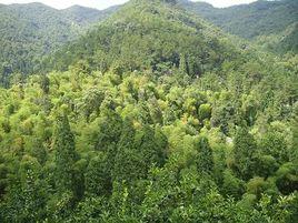 焦坑村[浙江省台州市黃巖區澄江街道焦坑村]