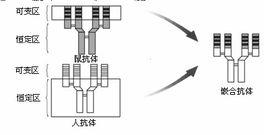 嵌合抗體