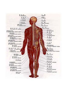 橈神經損傷