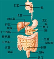 器質性便秘