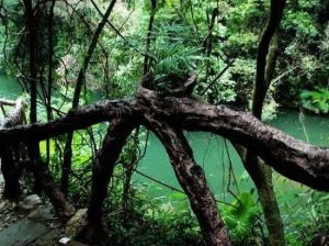 志閩（安溪）龍門森林公園