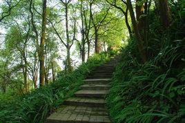 重慶涼風埡森林公園