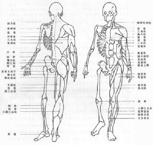 人體解剖